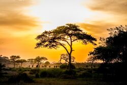 Tansania: Bei den Herrschern der Savanne (Diamir)