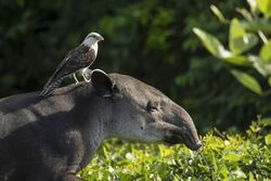 Costa Rica: Dem Tapir auf der Spur (Diamir)