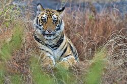 Indien | Madhya Pradesh • Maharashtra • Kerala • Tamil Nadu: Große Indienrundreise durch ein Land voller Wunder (Diamir)