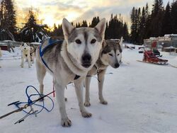 Schweden | Mittelschweden: Herz trifft Husky (Diamir)