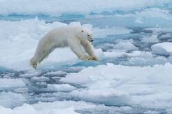 Spitzbergen: Fotoreise ins Eisbärland (Diamir)