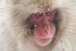 Japan: Tierbeobachtungen im Wandel der Jahreszeiten (Diamir)