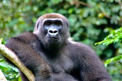 Gabun: Tierparadies zwischen Dschungel und Meer (Diamir)