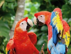 Costa Rica: Zwischen zwei Küsten: Karibik, Nebelwald und Hellrote Aras (Diamir)