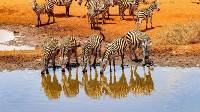 Captivating Kenya (Indus)