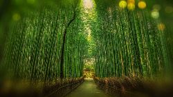 Picture:Classic Japan Starting Kyoto