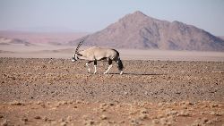 Picturesque Solo Namibia Tour (Indus)