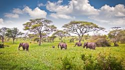 Picturesque Solo Tanzania Tour (Indus)