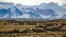 Picturesque Solo Chile Tour (Indus)