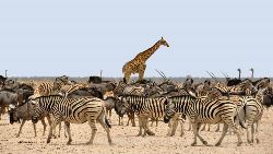 Magical Namibia and Victoria Falls (Indus)