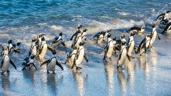 Jewels of South Africa (Indus)