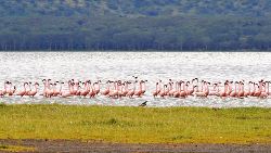 Essential Tanzania (Indus)