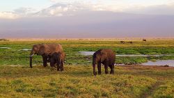 Classic Kenya Safari (Indus)