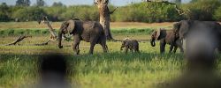 Adventure Tanzania Fly-In Nyerere & Ruaha (Go2Africa)