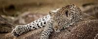 Luxury Tanzania Safari (Go2Africa)