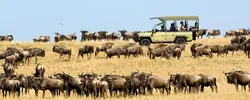 Tanzania's Best Value Migration Safari (Go2Africa)