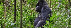 Rwanda Gorilla Encounter (Go2Africa)