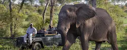 Luxury Kruger, Livingstone & South Luangwa (Go2Africa)