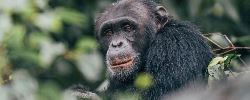 Secret Gorillas, Chimps, Serengeti & Crater (Go2Africa)