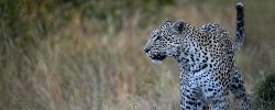 Africa's Masai Mara, Vic Falls, Kruger & Cape Town (Go2Africa)