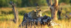 Family Botswana's Khwai River & Linyanti Channel (Go2Africa)