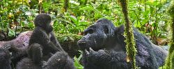 Uganda’s Luxury Gorilla Safari (Go2Africa)
