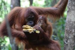 PENANG TO SINGAPORE (18 days) South East Asia High (Oasis)