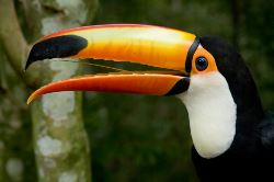 Rio De Janeiro To Manaus Via The Guianas Group Overland Expedition (Dragoman)