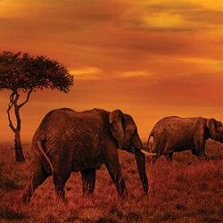 East Africa Private Safari with Nairobi (Globus)