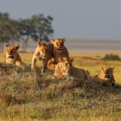 Picture:Kenya Private Safari with Amboseli National Park