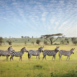 Tanzania Private Safari with Zanzibar (Globus)