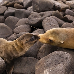 Independent Galapagos at the Finch Bay Resort & Peru (Globus)