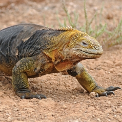 Independent Galapagos cruise aboard the Galápagos Legend with Ecuador's Amazon & Peru (Globus)