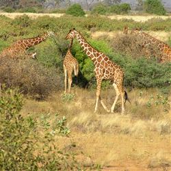 Kenya & Tanzania: The Safari Experience (Globus)