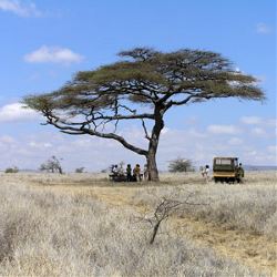 Picture:Kenya: A Classic Safari
