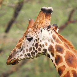 Kenya: A Classic Safari with Amboseli (Globus)
