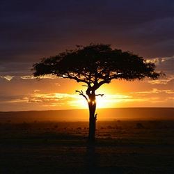 Kenya: A Classic Safari with Nairobi & Amboseli (Globus)