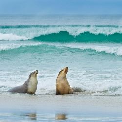 Great Ocean Road and Kangaroo Island Escape (AATKings)