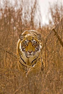 Golden Triangle and the Tigers of Ranthambore (Trafalgar Tours)