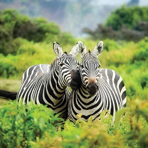 On Safari in Kenya (Cosmos)