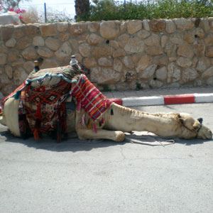 Treasures of the Balkans & Transylvania (Cosmos)