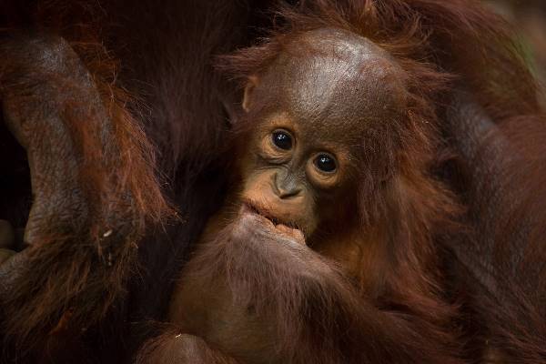 Borneo Wildlife Discoverer (Exodus)