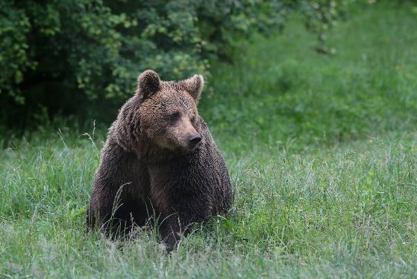 Bulgaria: Realm of the Brown Bear (Exodus)