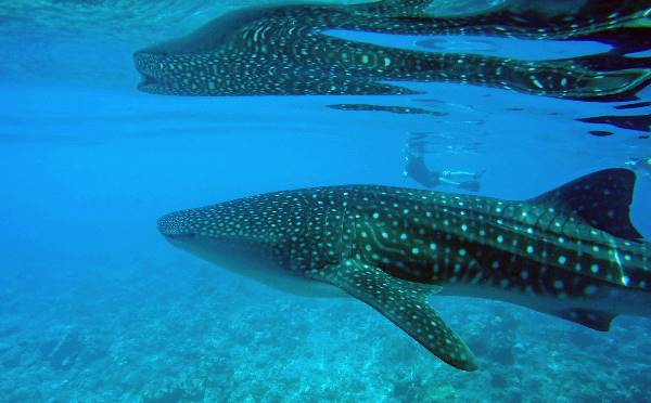Marine Wildlife of the Maldives (Exodus)