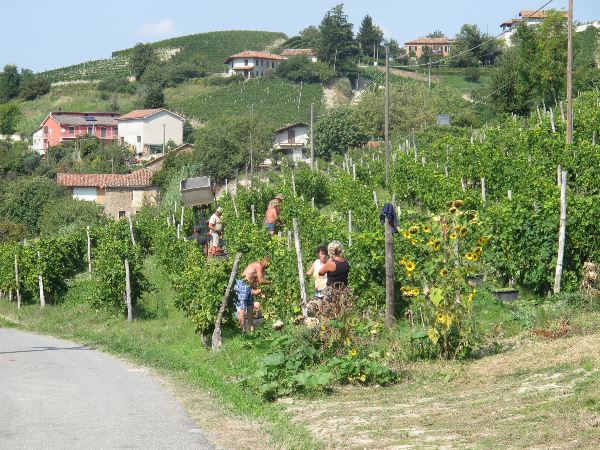 Barolo Gastronomic Cycling by E-Bike (Exodus)