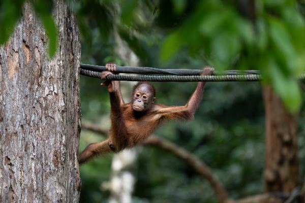 Borneo & the Malaysian Peninsula (Exodus)