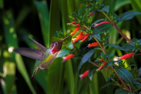 Costa Rica Adventure (Exodus)