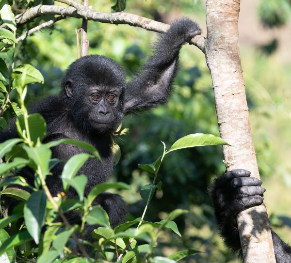 Gorillas & Masai Mara - Camping Reverse (Exodus)