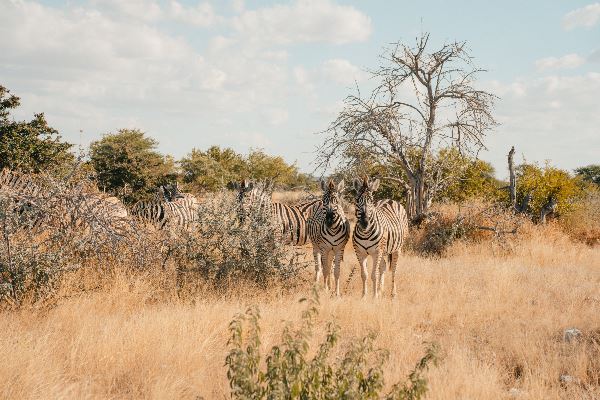 Discover Namibia - Camping (Exodus)
