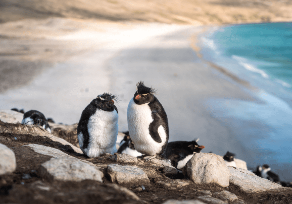 Best of the Southern Ocean (Poseidon)